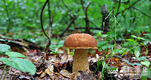 食用菌凈化車間設計、施工、安裝、檢測專業(yè)廠家